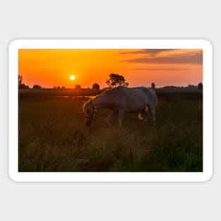 Horse grazing on pasture Sticker